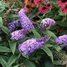 Violet Buddleja Plant Seeds for Planting - 100 pcs