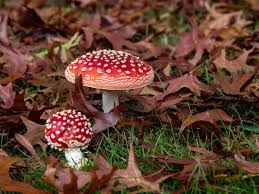 Light Brown and Red Mushroom Seeds for Planting,100 pcs