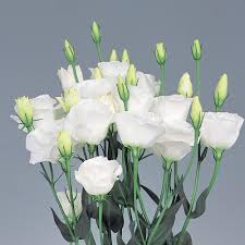 white lisianthus flower seeds