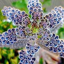 Blue Kalanchoe Plant Seeds for Planting, 100 pcs