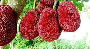 Red Jackfruit Fruit Seeds for Planting -Sweet Tropical Tree for Your Garden, GMO Free Seeds