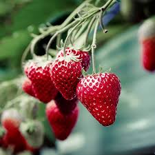 Strawberry Seascape Fruit Seeds - Grow Fresh, Juicy Strawberries in Your Yard, Heirloom Seeds