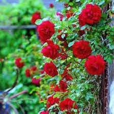 Red Climber Flower Seeds for Planting, 100 pcs