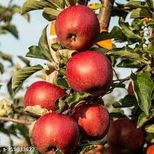 Honeycrisp Apple Tree Fruit Seeds  for Planting - Grow Delicious and Crispy Apples at Home