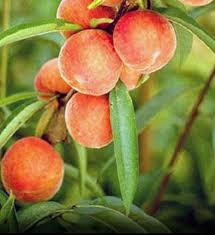 Georgia Belle Peach Seeds for Planting - Smooth, Sweet Stone Fruits, Heirloom and GMO Free Seeds