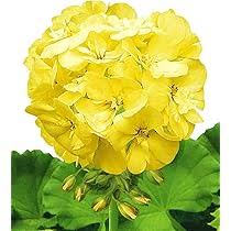 Geranium Pelargonium Yellow Flower Seeds for Planting 100 pcs