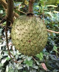 Mountain Soursop (Annona montana) Fruit Seeds for Planting – Rare Tropical Fruit for Home Gardens