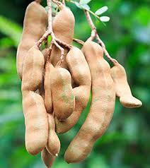 Tamarind frugtfrø til plantning af tropiske træer 100 stk