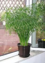 Green Cyperus Alternifolius Planting Seeds for Garden 100 pcs