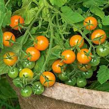 Sun Gold Cherry Tomato Seeds for Planting heirloom & Non-GMO Seeds