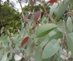 Grønne snegummifrø eller Eucalyptus Pauciflora – hårdføre stedsegrønne træer 100 stk.