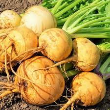 Golden Ball Turnip Vegetable Seeds for Planting - Heirloom Non-GMO Organic Garden Seeds High Germination