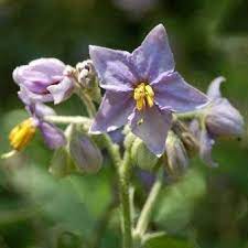 Solanum Flower Seeds for Planting, 100 pcs