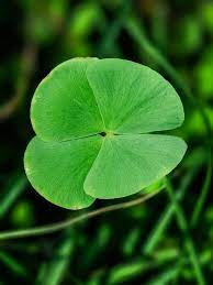 Four Leaf Clover  Herb Seeds  for Planting-Heirloom & Non-GMO Seeds for planting