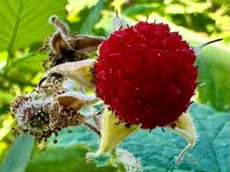 Thimbleberry Fruit Seeds for Planting - Growing Tangy and Tart Wild Berries, Heirloom & Non-GMO Seeds