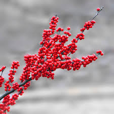 Winterberry Holly Frugtfrø til pryd- og bærbærende buske 100 stk.