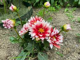 White and Red Chrysanthemum Flower Seeds for Planting - NON GMO Seeds