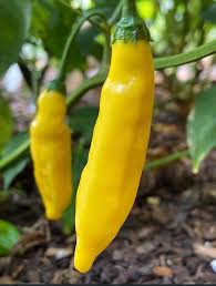 Aji Lemon Drop Pepper Seeds for Planting - Grow Natural and Organic Vegetables at Home