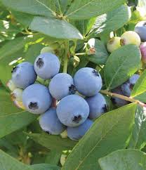 Jewel Blueberries  Fruit Seeds for Planting - Perfect for Growing Fresh Blueberries in Your Garden