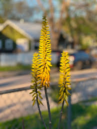 Yellow Aloe Dichotoma Flower Seeds for Planting - 100 pcs