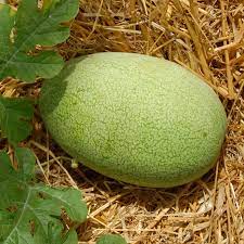 Charleston Gray Watermelon Fruit Seeds for Planting - Sweet and Juicy Watermelons for the Summer