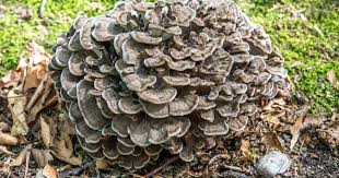 Maitake (Hen of the Woods) Mushrooms Vegetable Seeds for Home & Garden Planting – High Yield & Easy to Grow  100 pcs