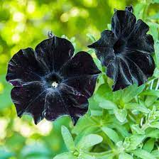 Black Velvet Petunia Flower Seeds for Planting - Heirloom, NON-GMO, Easy to Grow Garden Blooms