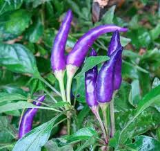 Purple Chili Vegetable Seeds for Planting heirloom & Non-GMO Seeds