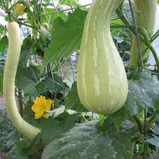 Green Tromboncino Seeds for Planting heirloom & Non-GMO Seeds