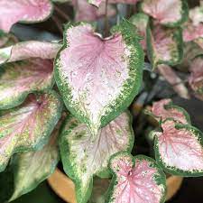 Caladium Bicolor Violet Blomsterfrø til udplantning 100 stk