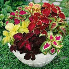 Bland Coleus Canina plantefrø til udplantning - 100 stk