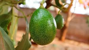 Choquette Avocado Fruit Seeds for  Planting and Growing Butter Fruit at your Home Backyard Orchid