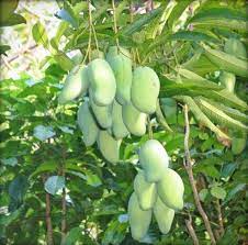 Green Mango Tree Seeds for Planting- Perfect for Growing Tropical Mango Trees, Heirloom Seeds