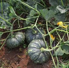 Green Pumpkin Seeds for Planting, 100 pcs