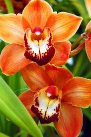 Orange Paphiopedilum Plant Seeds for Planting - 100 pcs