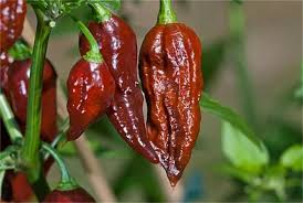 Brown Bhut Jolokia Vegetable Seeds for Planting heirloom & Non-GMO Seeds