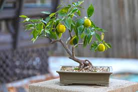 Bonsai Lemon Tree Seeds for Planting - Compact Citrus Plants for Indoor Gardening, Heirloom and GMO Free Seeds