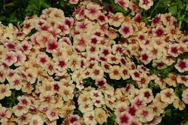 Phlox Cherry Caramel Flower Seeds for Planting – Heirloom Non-GMO Organic Garden Seeds with High Germination for Colorful Blooms