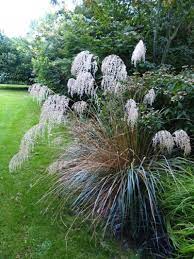 Chionochloa Conspicua Seeds for Planting – Tall Ornamental Grass Seeds, Drought-Tolerant, Ideal for Landscapes