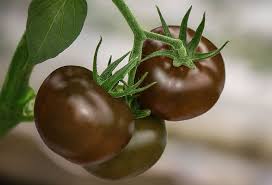 Chocolate Brown Tomato Seeds for Planting - 100 pcs