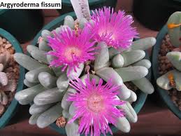 Pink Argyroderma Plant Seeds for Planting - 100 pcs