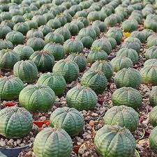 Grøn Euphorbia Obesa Plantefrø til udplantning - 100 stk