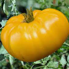 Big Tomato Seeds for Planting, Dark Yellow, 100 pcs