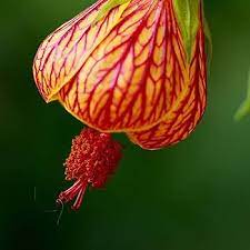 Gul rød Abutilon blomsterfrø til plantning - 100 stk