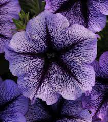Futaba Petunia Kabloom Calibrachoa Seeds – Tinted Purple for Planting – Heirloom, Non-GMO, High Germination