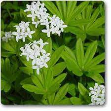 Woodruff Blomsterfrø til udplantning - 100 stk