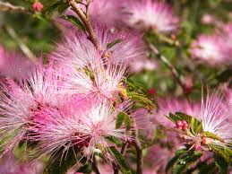 Pink Calliandra Eriophylla plantefrø til plantning - 100 stk