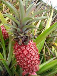 Pink Pineapple Fruit Seeds for Planting - Growing Vibrant and Sweet Tropical Pineapples, Heirloom Seeds