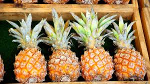 Queen Victoria Pineapple Fruit Seeds for Planting -Variety for Unique Pineapples in Your Yard, Heirloom Seeds