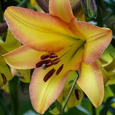 Yellow Trumpet Lilies (Aurelian Hybrids) Flower Seeds for Planting - Heirloom and Non-GMO Garden Seeds